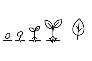 Sequential development of a plant seedling showing germination, root growth, and leaf formation