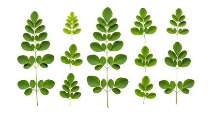 Moringa Leaves Variation, isolated on transparent background
