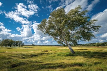 Windswept birch leans in a vibrant field under a dramatic, cloudy blue sky