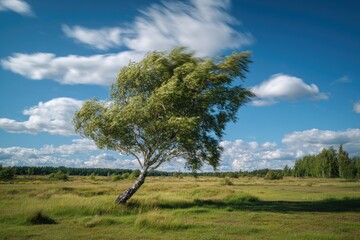 Fototapeta premium Solitary birch tree bends in the wind on an open field under a partly cloudy sky