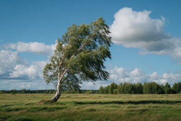 Fototapeta premium A birch tree is bent by wind under a sky with fluffy clouds in a grassy field