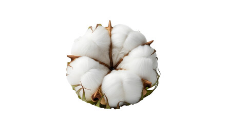 Cotton boll, isolated on transparent background