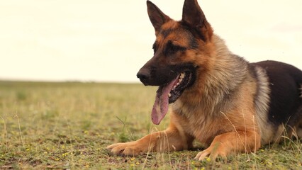 German Shepherd in the field, Loyal dog with tongue out, Happy German Shepherd outdoors, Alert guard dog on grass, Playful shepherd enjoying nature, Classic German Shepherd pose, Brown and black loyal