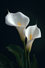 Two elegant white calla lilies bloom, against a very dark, shadowy background © rahmat