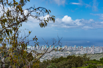 Santalum freycinetianum, the forest sandalwood, Freycinet sandalwood, or ʻIliahi, with  the city skyline of Honolulu. Mauʻumae Ridge Trail (Puʻu Lanipō), Honolulu, Oahu, Hawaii. Koʻolau Range