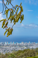 Santalum freycinetianum, the forest sandalwood, Freycinet sandalwood, or ʻIliahi, with  the city skyline of Honolulu. Mauʻumae Ridge Trail (Puʻu Lanipō), Honolulu, Oahu, Hawaii. Koʻolau Range