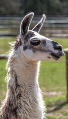 Obraz premium Gentle llama portrait basking in sunlight a charming farm scene evokes warmth and peaceful rural beauty