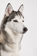 Front-facing studio portrait of a Siberian Husky looking slightly sideways. The shot highlights the dog symmetrical face and calm demeanor.