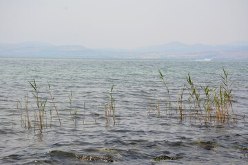 Reeds and cattails growing in clear lake or river water, with soft mountains on the far shore. Tranquil nature landscape and water ecology concept.