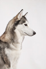 Fototapeta premium Side portrait of a Siberian Husky against a white background. The dog focused gaze and upright ears show alertness and intelligence.