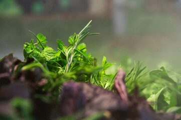 Selective focus on rosemary leaves among a bountiful pile of other green herbs and harvest. Macro shot of fresh, organic greens
