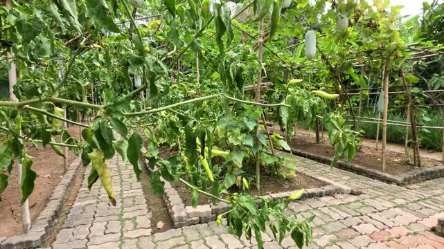 Winter Melon and Chili Plants in Phuket Garden Pathway