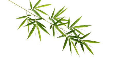 Naklejka premium Fresh Green Bamboo Branch With Leaves On Black Background