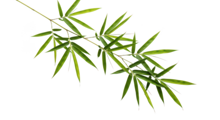 Fresh Green Bamboo Branch With Leaves On Black Background