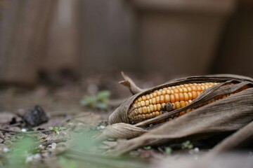 Close-up of a dry corn cob in an autumn landscape