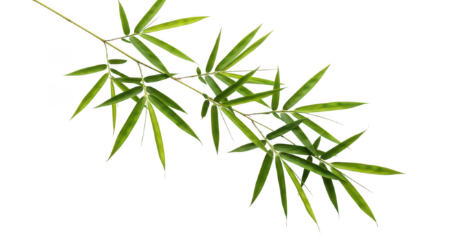 Fresh Green Bamboo Branch With Leaves On Black Background - Powered by Adobe