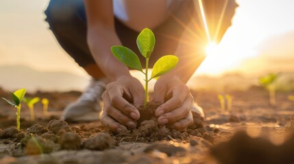 Low Angle View of Hands Planting a Young Tree Sapling into Dry Reforestation Site at Sunset symbolizing Hope and Environmental Restoration