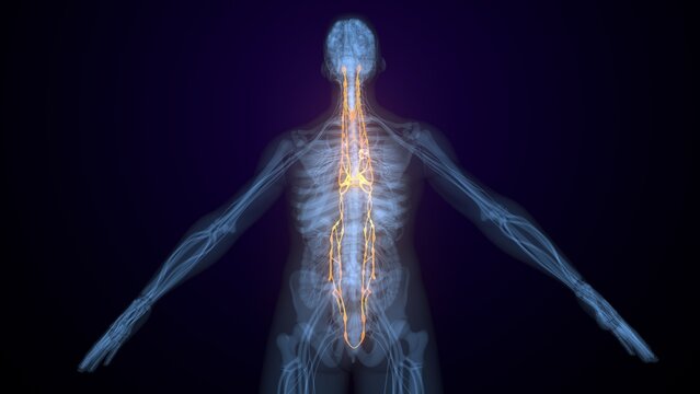 Male spinal cord nerves anatomy. 3d render