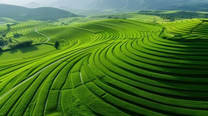 Aerial Top Down Drone View of Sustainable Contour Farming Layout with Geometric Green Crop Patterns illustrating Agricultural Land Management and Texture