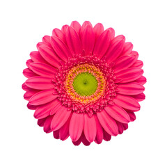 Vibrant pink gerbera daisy with green and orange center