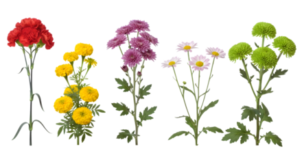 A collection of five vibrant flowers against a black background