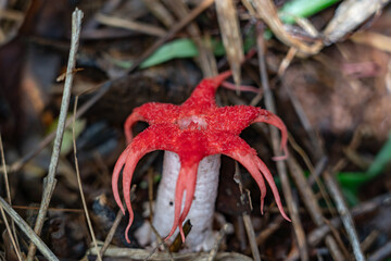 Aseroe rubra, anemone stinkhorn, sea anemone fungus and starfish fungus. Mauʻumae Ridge Trail (Puʻu Lanipō), Honolulu, Oahu, Hawaii. Koʻolau Range(windward shield volcano).  © youli zhao