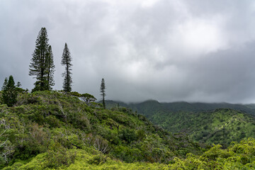 Araucaria columnaris, coral reef araucaria, Cook pine (or Cook's pine), New Caledonia pine, Cook araucaria. Mauʻumae Ridge Trail (Puʻu Lanipō), Honolulu, Oahu, Hawaii. Koʻolau Range
