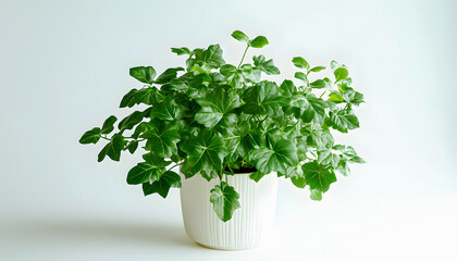 Common ivy Hedera helix in white pot on light background