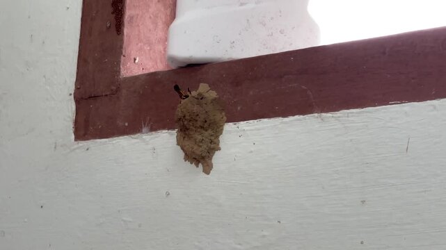 A macro video showing a mud dauber wasp Sceliphron actively building its mud nest on a wall, using its mouthparts to apply wet soil and vibrate it into place.
