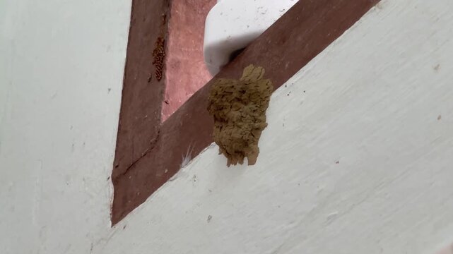 A detailed macro shot showing a mud dauber wasp Sceliphron walking on a wall surface while carrying a round mud ball to its nest, then flying away after finishing the application.