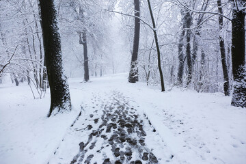 Park trees covered with snow, first snow