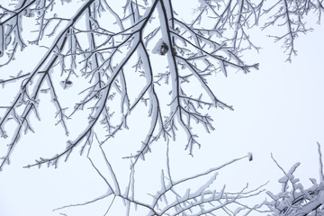 Park trees covered with snow, first snow