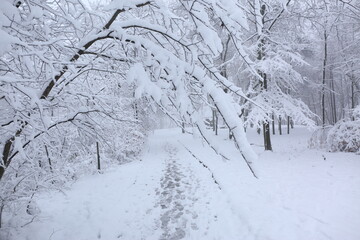 Park trees covered with snow, first snow