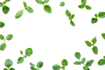 Green oregano leaves arranged in a circular pattern isolated on transparent background. Fresh oregano leaves arranged isolated on white background.