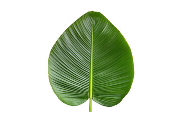 Single green leaf with prominent veins isolated on transparent background.
