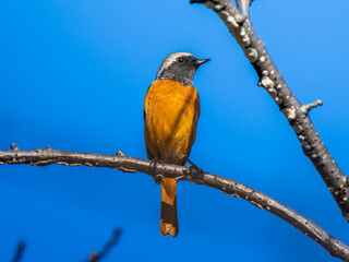 枝にとまるジョウビタキのオス