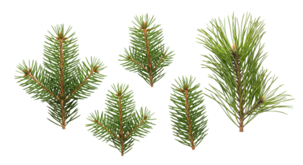 set of different christmas tree branches: pine, fir, spruce tree isolated on white or transparent png