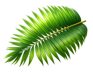 Obraz premium 3D Rendered Coconut Leaf with Natural Curvature, Isolated on Transparent Background PNG