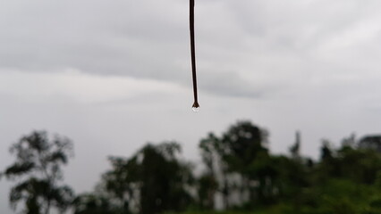 Single water droplet falling from a thin object against a blurred backdrop of trees and a cloudy sky
