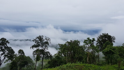 Obraz premium Misty Mountain Landscape with Lush Green Trees and Rolling Clouds Under a Cloudy Sky
