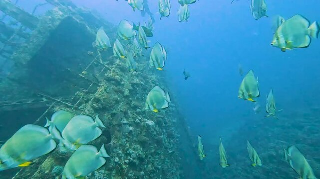 Underwater tropical marine scenery with large shoal of Orbicular batfish Platax orbicularis swimming in open blue water on shipwreck in Red Sea Egypt