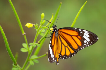 Common Tiger butterfly - Danaus genutia, beautiful common butterfly native to the meadows and grasslands of South and Southeast Asia, Vietnam.