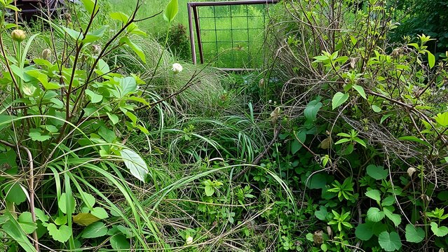 unruly. An overgrown garden with tangled plants and weeds under soft, natural daylight. gardening catalogs, home-decor guides, designed for home decor and floral branding, used by content marketers.