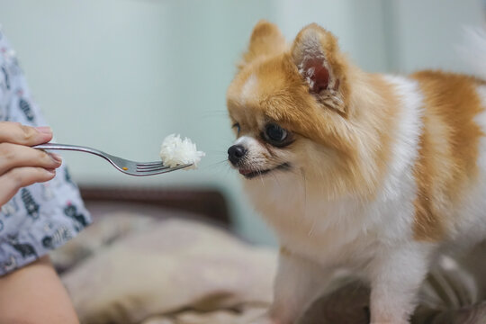 Cute Pomeranian dog staring at cooked white rice on a fork, illustrating the risk of feeding dogs inappropriate human food and raising awareness of pet health, nutrition, and proper diet care.