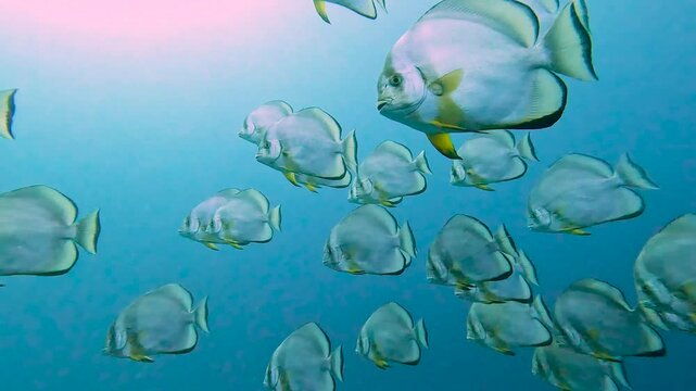 Underwater tropical marine scenery with large shoal of Orbicular batfish Platax orbicularis swimming in open blue water in Red Sea Egypt
