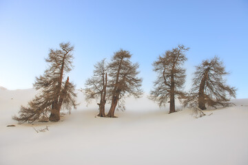 Larches high in the mountains in the snow
