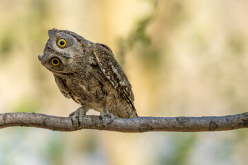 great horned owl