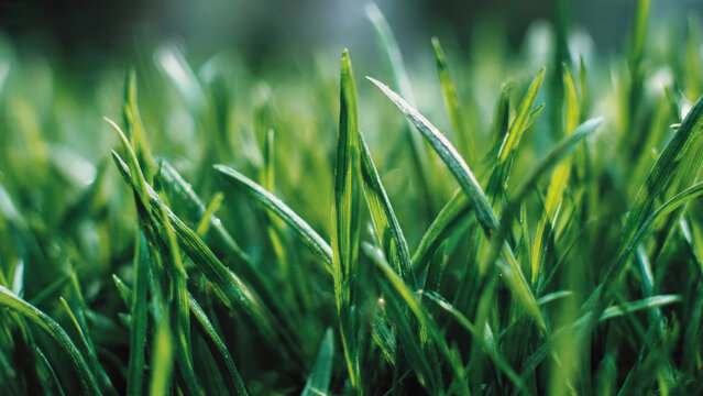 A vibrant close-up of lush green grass blades, gently illuminated by soft natural light, conveying freshness, growth, and serene natural beauty. - Powered by Adobe
