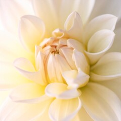 Obraz premium ペールイエローとクリームの柔らかな光が重なり、あたたかく包み込むような優しい雰囲気を作り出す背景です。 ふんわり広がるパステルの光が柔らかな輝きを与え、穏やかで明るい世界観を表現します。