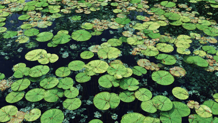 A tranquil pond surface densely covered with a vibrant array of green water lily pads, forming a beautiful natural mosaic.